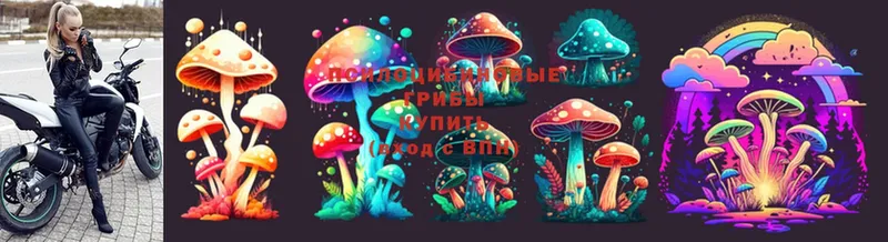 Псилоцибиновые грибы Cubensis  как найти наркотики  omg как зайти  нарко площадка какой сайт  Буй 